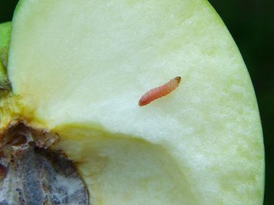 Pink caterpillar on a sliced green apple near the core