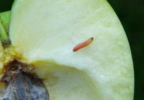 Apple-pest_lep_OFM 210318 048