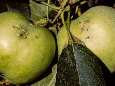 Leafroller damage on apple