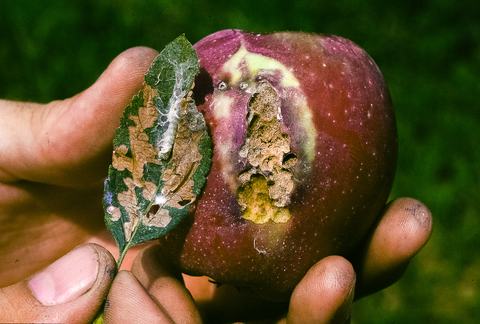 Apple-pest_lep_RBLR 190306 008