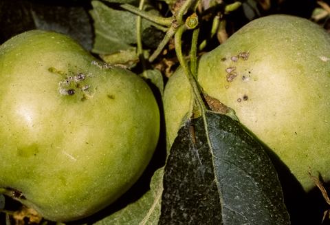 Apple-pest_lep_RBLR 190306 009