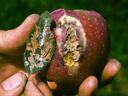 Leafroller chewing damage on apple