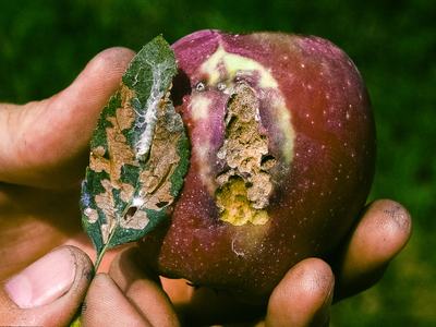 Leafroller damage on apple