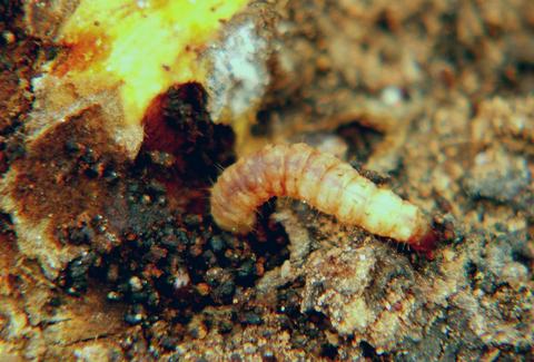 Apple-pest_lep_borers 210318 062