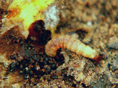 Dogwood borer larva