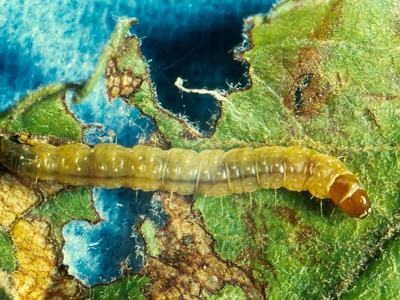 Variegated leafroller larva