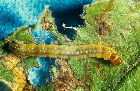 Apple-pest_lep_other 211209 001