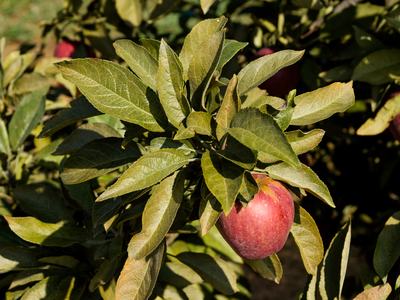 Apple leaves damaged by European red mite