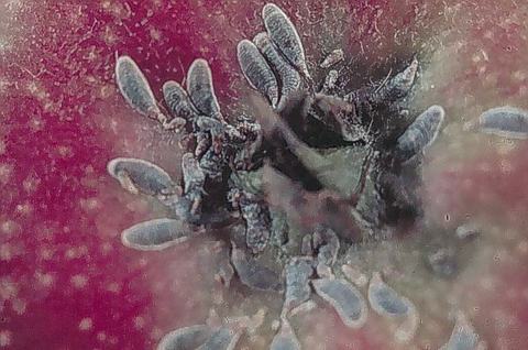 Apple-pest_scale 190307 035