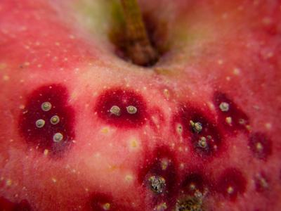 San Jose scale on apple fruit