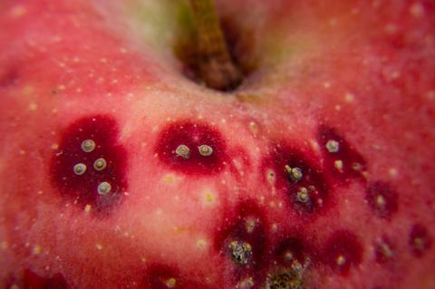 Apple-pest_scale 190918 045