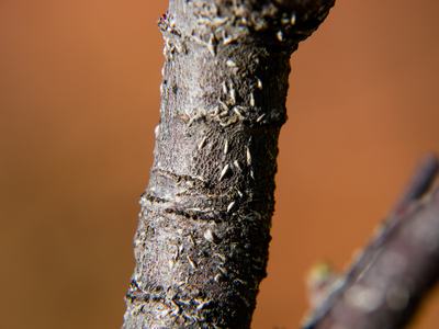 Oystershell scale on apple twig