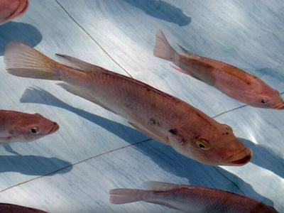 Fish in aquaculture pond.