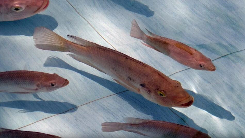 Fish in aquaculture pond.