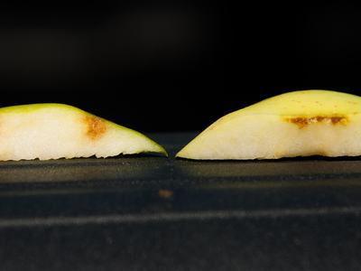Cross-sectioned apple slice showing BMSB damage (left) and bruising not caused by insects (right). BMSB is one of several factors that cause similar-looking damage until fruit is sectioned.