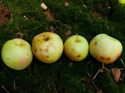 Stink bug damage on apples (external).