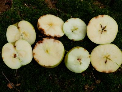 Stink bug damage on apples (internal).