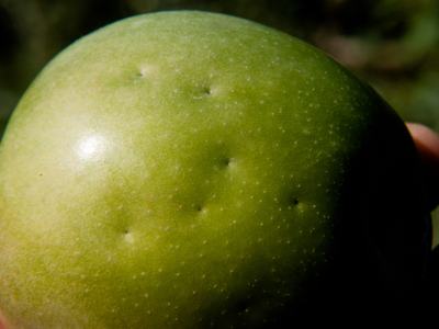 Early "pinprick" BMSB damage on apple.