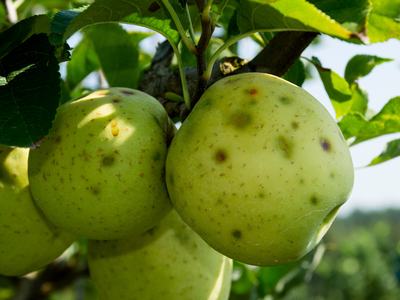 Brown marmorated stink bug damage on apple