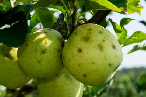 BMSB-damage 190912 049