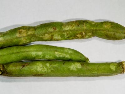 Brown marmorated stink bug damage on bean