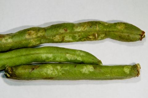 BMSB-damage 220316 001