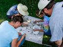 Researchers looking for brown marmorated stink bugs on a beat cloth sample