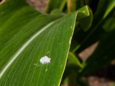 BMSB egg mass on corn leaf.