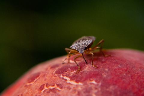 BMSB-individuals.and.eggs 130814 015