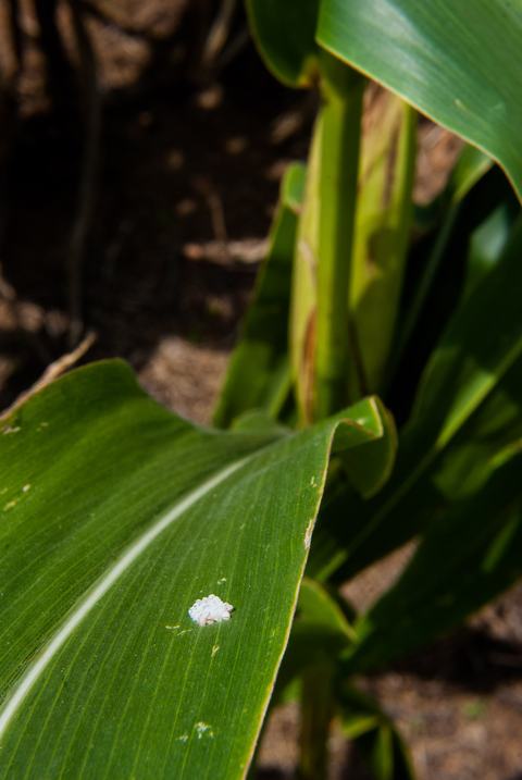 BMSB-individuals.and.eggs 140815 062