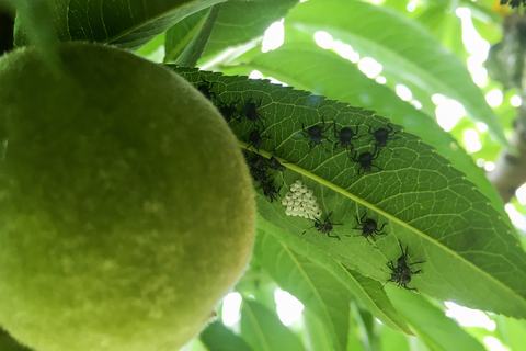 BMSB-individuals.and.eggs 200626 109