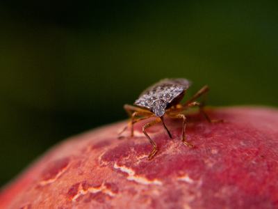 BMSB adult preparing to feed on peach.