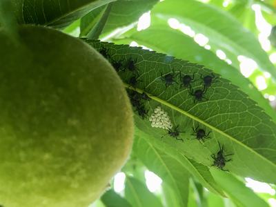 BMSB nymphs hatching from an egg mass on peach.