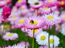 Bee collecting nectar on a pink daisy-like flower with yellow center in a field of flowers