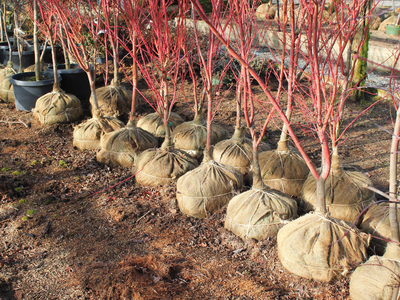 Burlapped Plants, Charlotte Plant Sale, Union County, North Carolina, Trees,