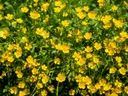 Buttercup in Pastures, Buttercup, Pasture Management, Plants Toxic to Livestock, NC Plants, Taking Care of Pastures