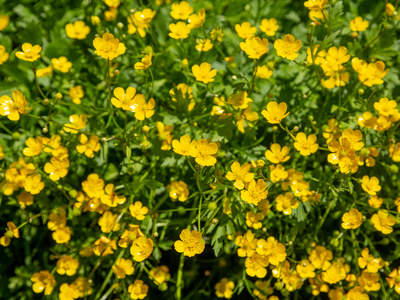Buttercup in Pastures, Buttercup, Pasture Management, Plants Toxic to Livestock, NC Plants, Taking Care of Pastures