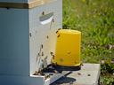 Beehive with honey bees