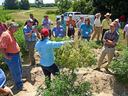 Person holding uprooted hemp plant while a group of people observes in a field