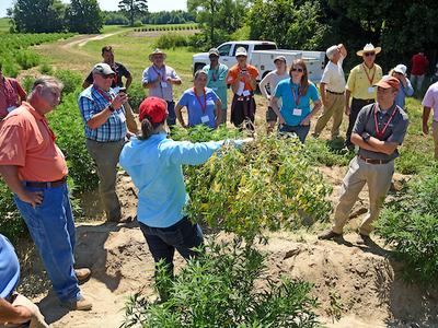 Person holding uprooted hemp plant while a group of people observes in a field