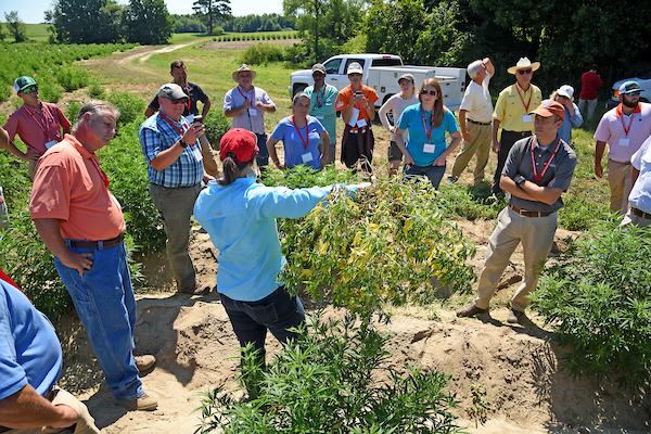 Person holding uprooted hemp plant while a group of people observes in a field