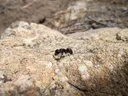 Carpenter Ants, Ants in NC, Ants in North Carolina, North Carolina Ants