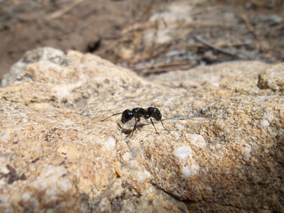 Carpenter Ants, Ants in NC, Ants in North Carolina, North Carolina Ants