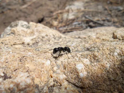 Carpenter Ants, Ants in NC, Ants in North Carolina, North Carolina Ants