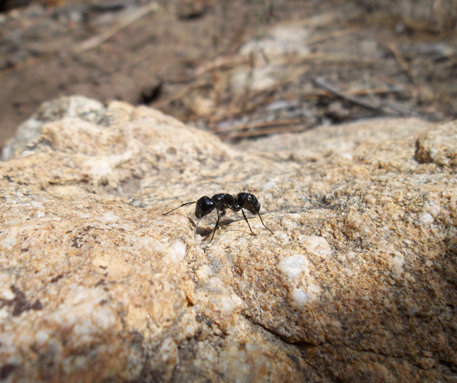 Carpenter Ants, Ants in NC, Ants in North Carolina, North Carolina Ants