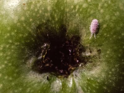 Comstock mealy bug on apple