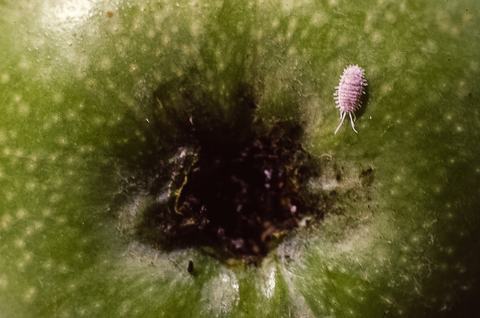 Comstock mealybug 001