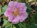 Confederate Rose