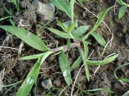 Crabgrass