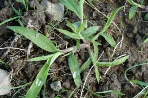 Crabgrass